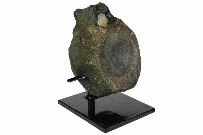 Fossil Ceratopsian (Achelosaur) Vertebra With Stand - Montana #113373